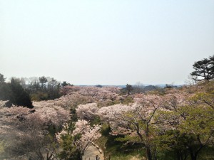 桜 宮城 (4)